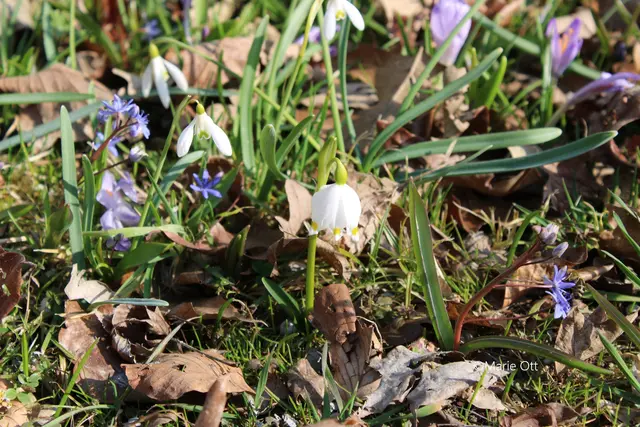 Frühlingsknotenblume, Naturschutz