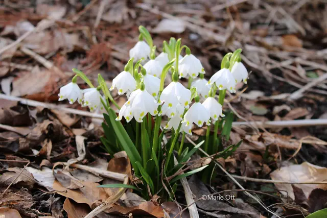 Frühlingsknotenblume, Frühblüher