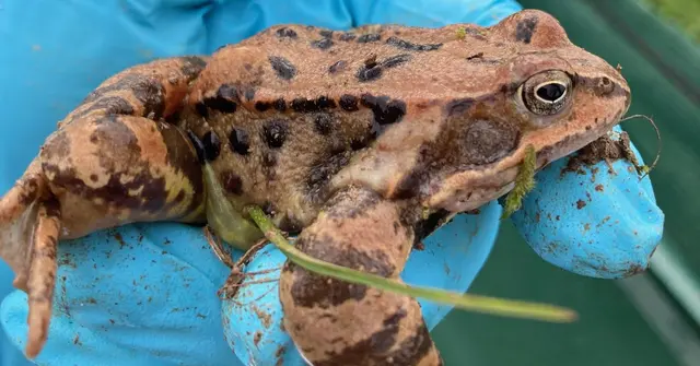 Amphibien wie dieser Grasfrosch profitieren von den Schutzzäunen, die der Naturschutzbund Oberösterreich aufbaut. | Foto: Gabriele Peterseil