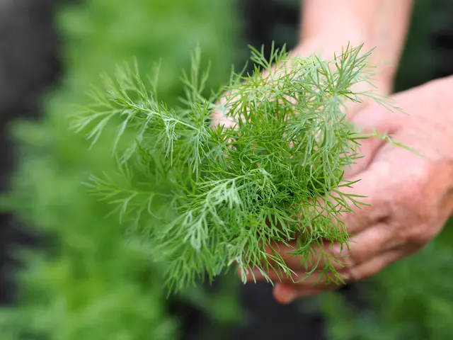 Dill ist für den Anbau im Naturgarten oder im Hochbeet perfekt geeignet. | Foto: Adobe Stock