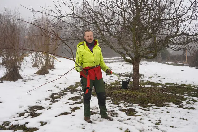 Piero Schmid ist auf Obstbäume spezialisiert und übernimmt etwa das Schneiden der Apfelbäume im Regenbogenland in Villach-St. Ruprecht. | Foto: Birgit Gehrke