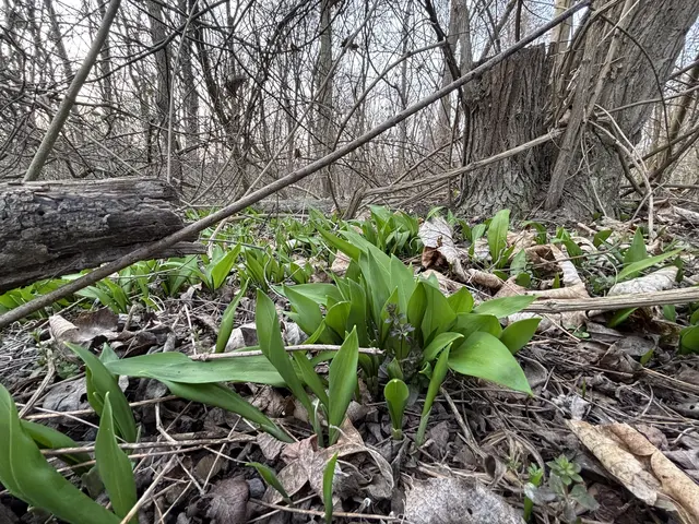 Das beliebte Wildgemüse läutet den Frühling ein. | Foto: MeinBezirk/Seebacher