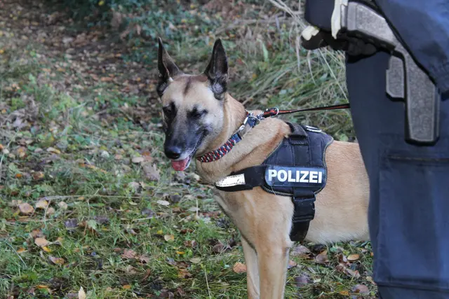 Einsatz einer Polizeidiensthundestreife bei der Suche nach der vermissten Frau in Bad Häring. Die Seniorin konnte im Nahbereich aufgefunden und medizinisch versorgt werden. | Foto: Lederer/ Symbolbild