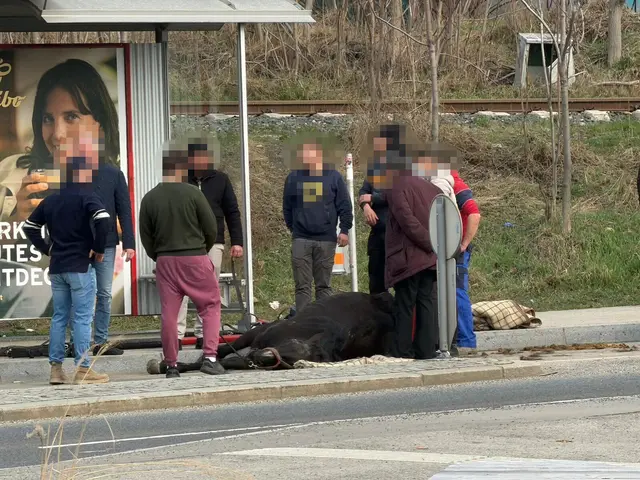 In der Simmeringer Haidestraße brach am Mittwochvormittag ein Fiakerpferd zusammen. Für das Tier kam jede Hilfe zu spät. | Foto: VGT