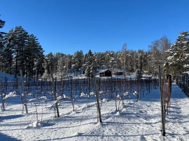 Im verschneiten Finnland wurden die Reben ausgesetzt.  | Foto: Willi Opitz