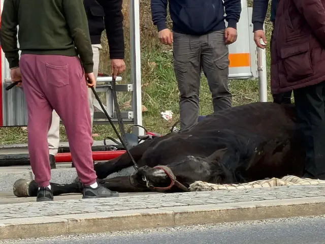 Tragische Szene mitten im Vormittagsverkehr in Simmering: Wie der Verein gegen Tierfabriken (VGT) mitteilte, ist am Mittwoch in der Haidestraße ein Fiakerpferd zusammengebrochen. | Foto: VGT