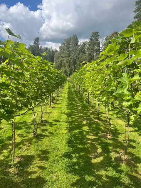2025 wurde der erste Wein geerntet | Foto: Willi Opitz