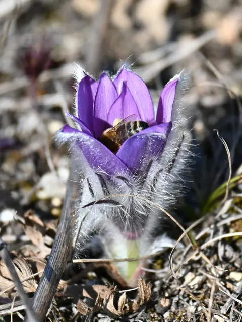 Diese Küchenschelle (sie zählt zu den frühen Frühlingsblühern) hat unser Regionaut Herbert Ziss Anfang März im Naturschutzgebiet Rohrbacher Kogel entdeckt.  | Foto: Herbert Ziss