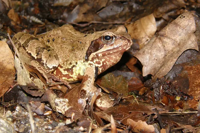 Der Grasfrosch hat eine gefleckte Bauchunterseite und kann in seiner Färbung sehr variabel sein. © J. Limberger