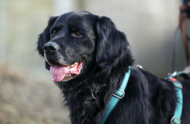 Bello freut sich schon sehr auf sein neues Herrchen oder Frauchen | Foto: Tierschutzverein St. Pölten / TSV STP
