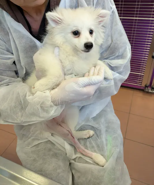 Der vier Monate alte Welpe Atsu wurde im 23. Bezirk neben einem Müllraum schwer verletzt gefunden. | Foto: TierQuarTier Wien