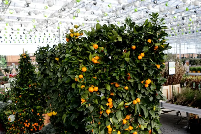 Foto: eventfoto Maringer / Gärtnerei Dopetsberger