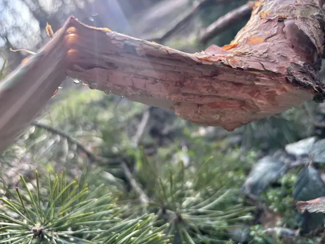 Schadholz sollte nicht lange im Wald liegen bleiben, da es zur Brutstätte für Schädlinge wie Borkenkäfer werden kann. | Foto: Mein Bezirk/Rosenberger Victoria
