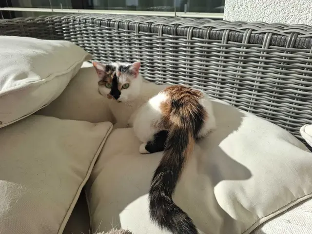 Wer vermisst diese Katze? Sie ist in Ried im Traunkreis zugelaufen. | Foto: TSV Katzenjammer/Privat