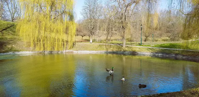 Wildenten bei der Nahrungssuche in der Märzsonne | Foto: Atelier Then