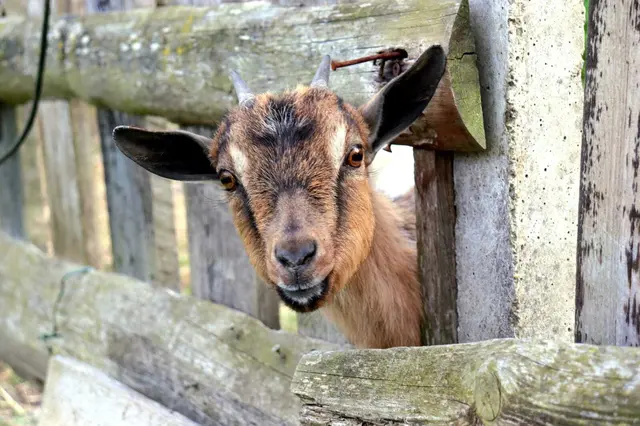 Auf dem Anwesen der Familie Unger in Gnas leben zahlreiche tierische Bewohner.  | Foto: Familie Unger