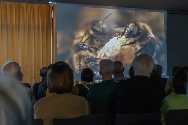 Einblicke in die Welt der Bienen | Foto: Georg Sackl
