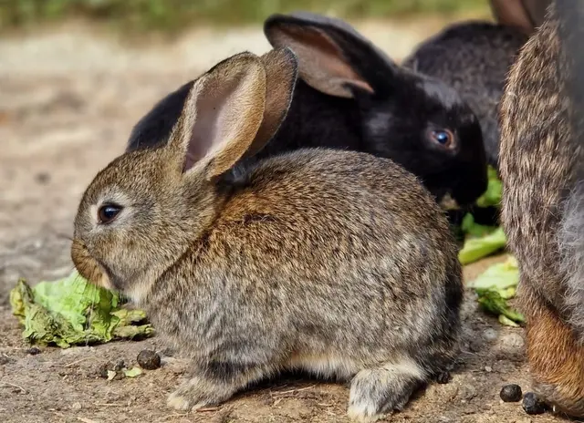 Tiere haben es am Bauernhof Unger gut und müssen nicht um ihr Leben fürchten. | Foto: Familie Unger