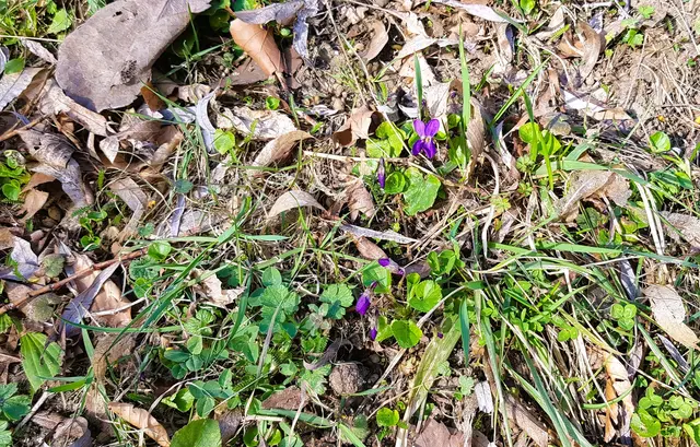 Die jungen violetten Veilchen duften wunderbar in der Mittagssonne im März | Foto: Atelier Then