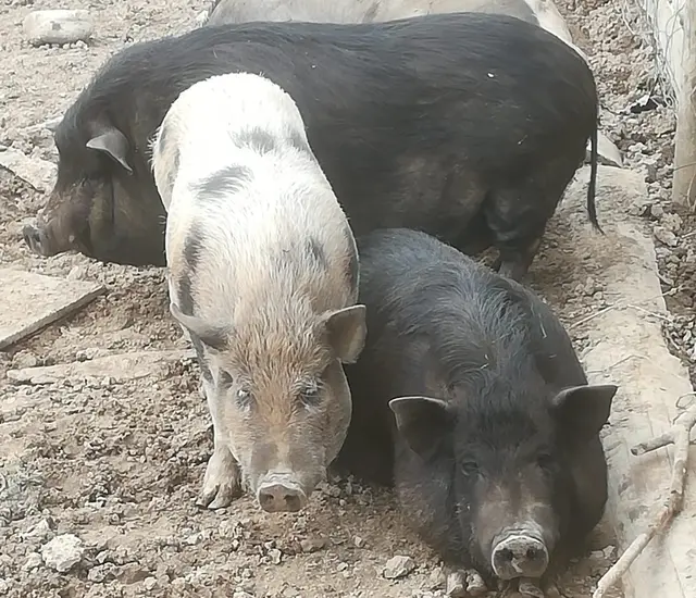 Foto: Familie Unger