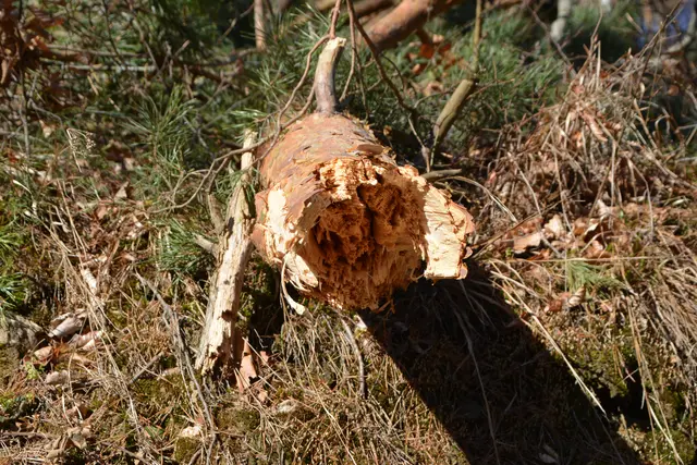 In beschädigten Bäumen entstehen oft starke Spannungen im Holz – bei der Aufarbeitung ist daher besondere Vorsicht geboten. | Foto: Mein Bezirk/Rosenberger Victoria