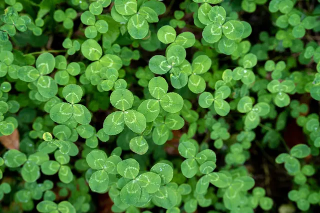 Foto: Artur Kornakov/unsplash