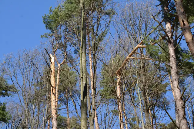 Die starken Schneefälle Ende Februar haben in vielen Wäldern im Bezirk Oberpullendorf Schäden verursacht – besonders jüngere Kiefern waren betroffen. | Foto: Mein Bezirk/Rosenberger Victoria