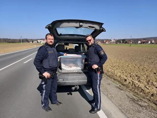 Zwei Beamte der Autobahnpolizeistreife Rudersdorf 1 haben den verletzten Uhu im Bereich der Auffahrt zur Fürstenfelder-Schnellstraße S7 am Fahrbahnrand aufgelesen.  | Foto: Landespolizeidirektion Burgenland