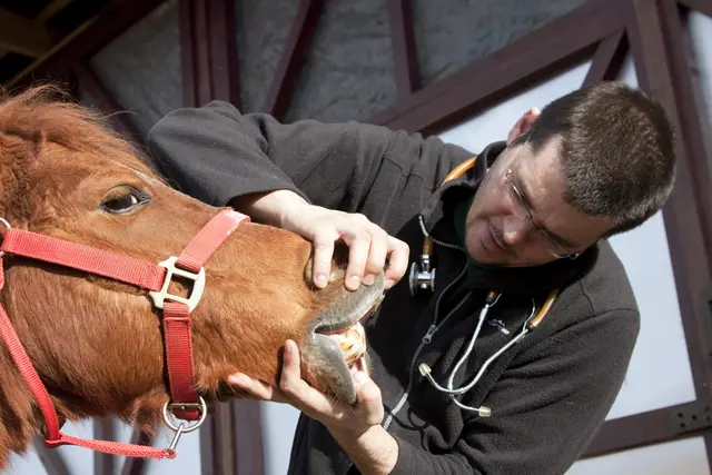 Wer Interesse daran hat, Veterinär zu werden, kann sich jetzt in der Summer School darauf vorbereiten.  | Foto: Archiv