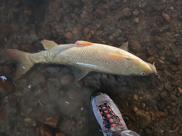 Bild eines toten Fisches. | Foto: Emanuel Schwabe
