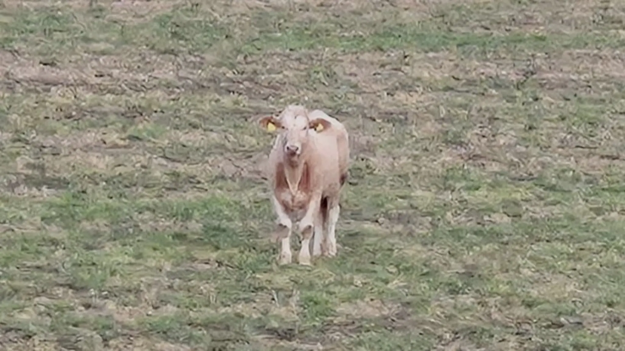 Search for calf: Young animal still on the loose - | Caution advised in ...