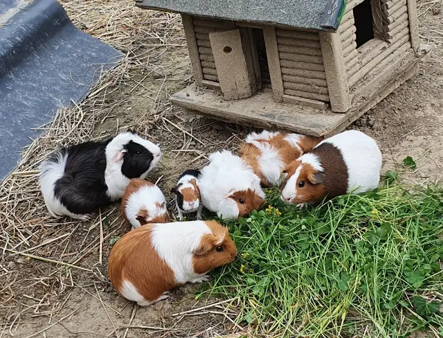 Foto: Familie Unger
