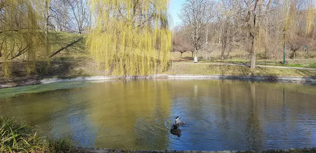 Köpfchen unter Wasser, ... Fleißige Tierchen auf Futtersuche | Foto: Atelier Then