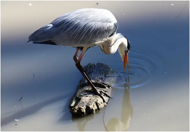 ... Hauptsache die Beine bleiben trocken ;-))/Graureiher 