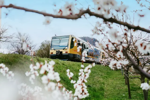  Pünktlich zur Marillenblüte startet die Wachaubahn in die Saison.

  | Foto: NÖVOG/Grojer