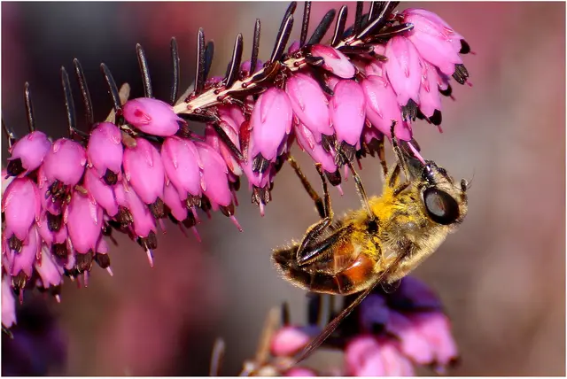 Schwebfliege an der blühenden Heide 