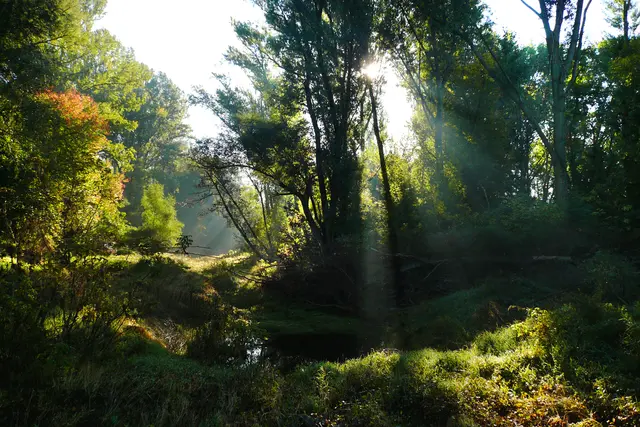 Die Wichtigkeit des Waldes ist unumstritten. Aber auch für die Psyche ist er gut.  | Foto: Claudia Bräuer