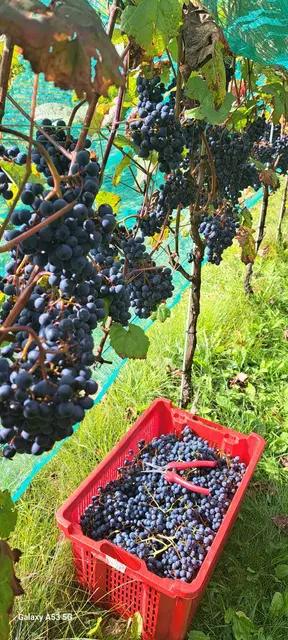 Foto: Die Grafenbergerin