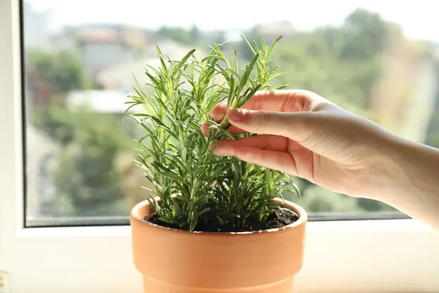 Gartenkräuter wie Rosmarin sollten im Frühjahr zurückgeschnitten werden. | Foto: Adobe Stock
