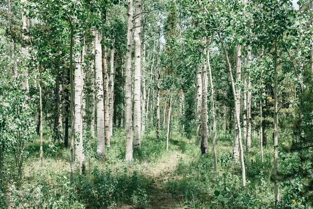 Die Birken beginnen bald zu blühen und machen damit den Anfang der Pollensaison 2026. (Symbolfoto) | Foto: Marco Meyer/unsplash