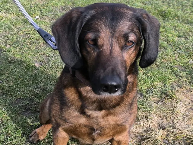 Rudi sucht einen Platz bei geduldigen Menschen mit Hundeerfahrung.  | Foto: Tierheim Linz