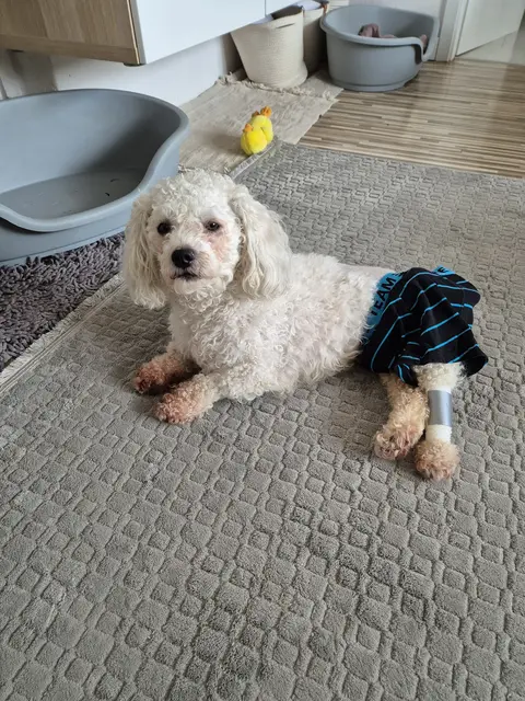 Patrolle sucht  Menschen mit einem besonders großem Herzen! 
 
Patrolle ist ein 3 Jahre junger, kastrierter Bichon-Bub, der ca. 10 kg wiegt. Er wurde von einem Obdachlosen in die Tierklinik gebracht, wo er leider viel zu spät an den Bandscheiben operiert wurde. Er  bewegt sich auf seinem Hinterteil rutschend vorwärts. Auf der Pflegestelle macht er nun kleine Fortschritte, braucht aber noch intensive Pflege und bekommt 3 x pro Woche Physiotherapie. Er trägt Windeln und muss zur Zeit täglich gebadet werden. Pipi macht er in die Windel, sein großes Geschäft verrichtet er allerdings schon im Garten. Patrolle hat einen neuen Rolli.
Er mag größere Kinder, Hunde und Katzen.
Patrolle kann zur Zeit gar nicht alleine bleiben, da zeigt er große Verlustängste.
Kontakt : 0699/11287394, Tullner Pfotenhilfe  | Foto: Tullner Pfotenhilfe