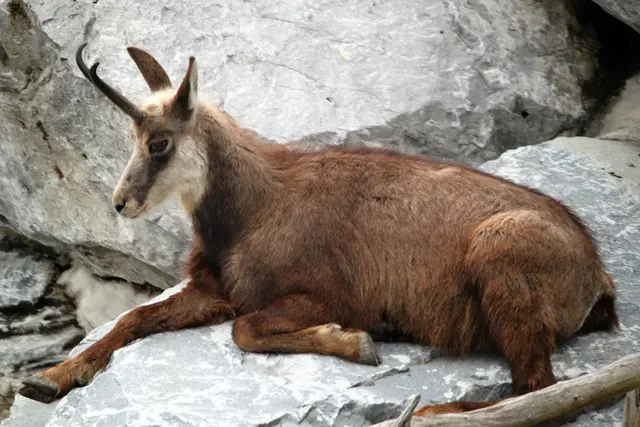 Foto: Franz Schreiner (Symbolbild)