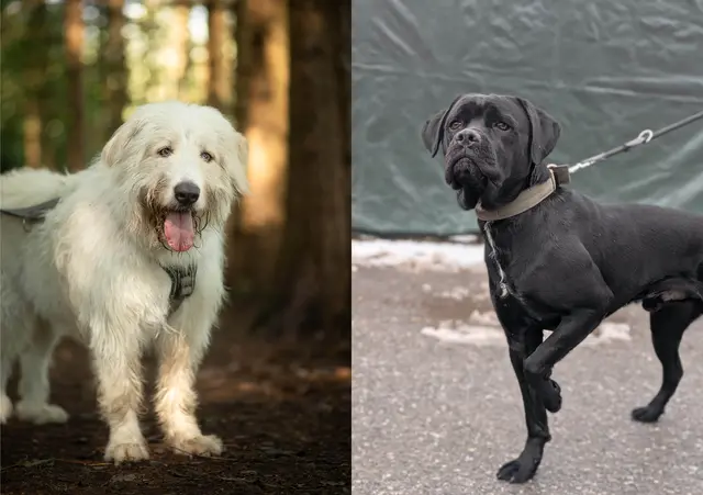 Daisy und Kevin suchen ein liebevolles Zuhause | Foto: Tierschutzverein Tirol