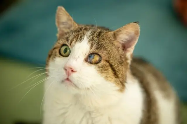 Mr. Mistoffelees sucht ein liebevolles Zuhause. | Foto: TSV St. Pölten