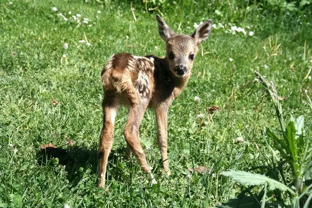 Rücksicht auf unsere tierischen Nachbarn - Die Brut- und Setzzeit hat begonnen.  | Foto: TSV St. Pölten