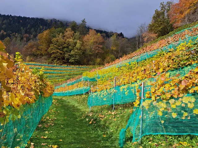 Das Sortiment reicht von frischen, eleganten Weißweinen über Rosé und Rotwein bis hin zu prickelndem Frizzante. | Foto: Die Grafenbergerin