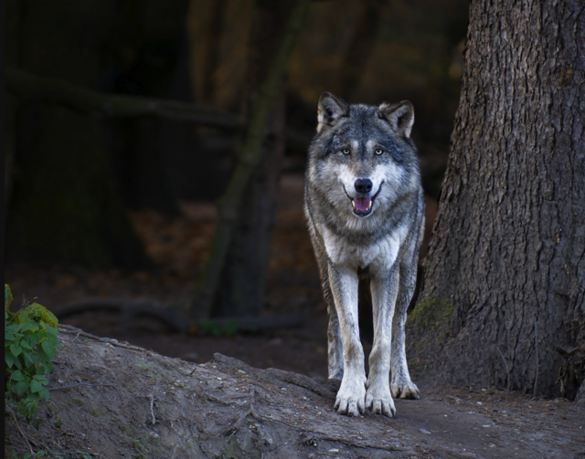 Foto: panthermedia_net/1Snooky