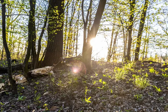 Biosphärenpark Wienerwald: Fünf Irrtümer über den Wald aufgeklärt | Foto: BPWW/N. Novak