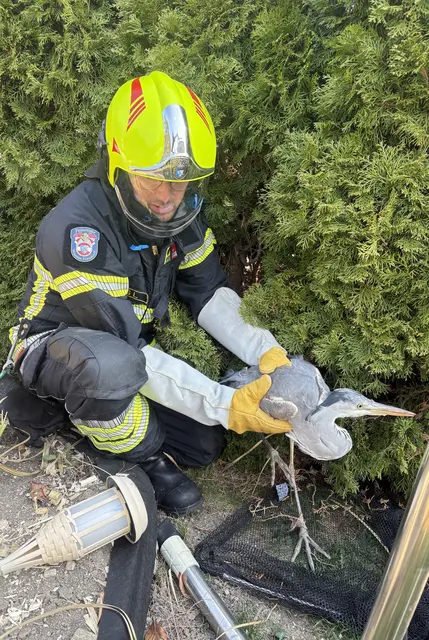 Die Freiwillige Feuerwehr rettete den Reiher aus einem Garten in Wiener Neudorf. | Foto: M. Biegler / Feuerwehr Wiener Neudorf